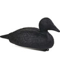 Eider noir