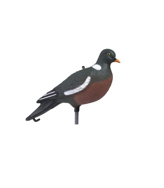 Pigeon ramier HD